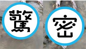 電影場景真實上演？沃辛民眾海灘散步目擊「怪物」驚呼連連。（翻攝自臉書）