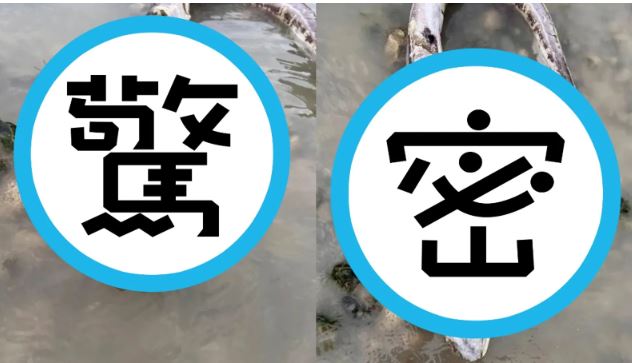 海灘散步驚見驚悚怪魚 專家揭真面目