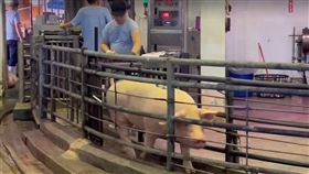 目前毛豬拍賣價約每公斤96至106元。（圖／農業部提供）