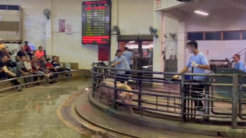 禁運禁宰令正式解除 毛豬拍賣價格每公斤96至106元 截至上午11時45分,全國20處肉品市場已有7處開始拍賣。(圖/農業部提供)