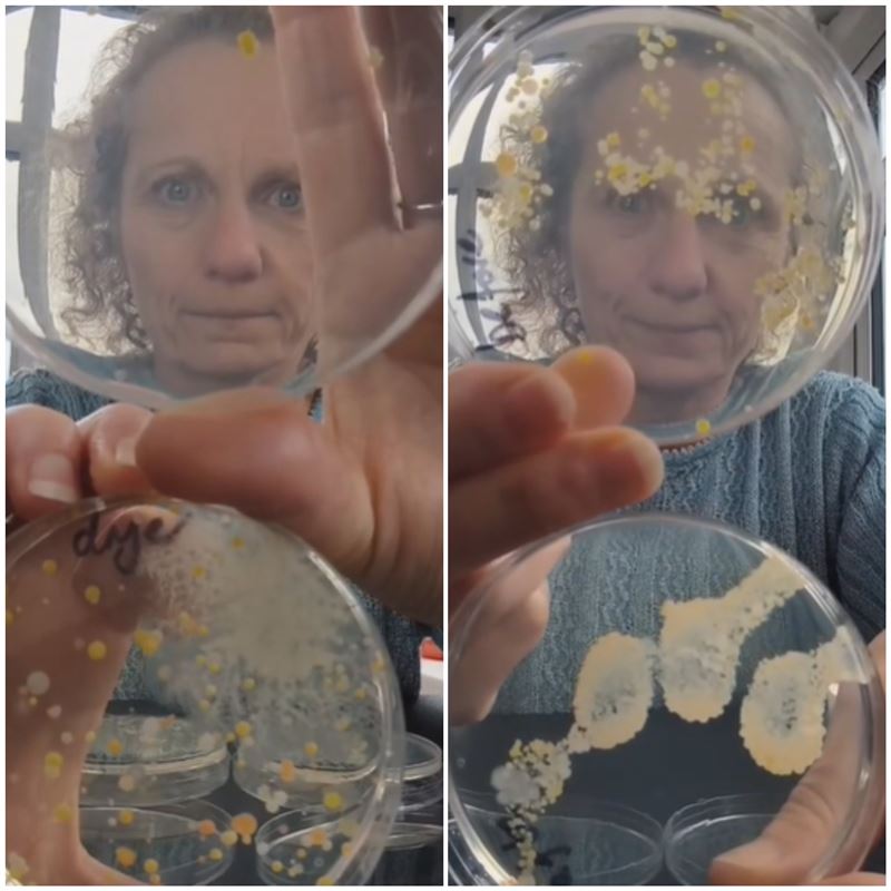 英國教育機構實驗，烘手機吹出的風（左下）、在廁所裡揮一揮（左上）、洗手前的手（右上）、洗手完再用烘手機烘乾的手（右下），個別放培養皿中細菌的生長結果。（圖／翻攝自抖音＠devonscience）