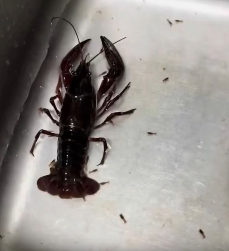 努提亞拉發現，龍蝦在水槽裡面「生寶寶」。（圖／翻攝自Threads @nurtyara_wong）