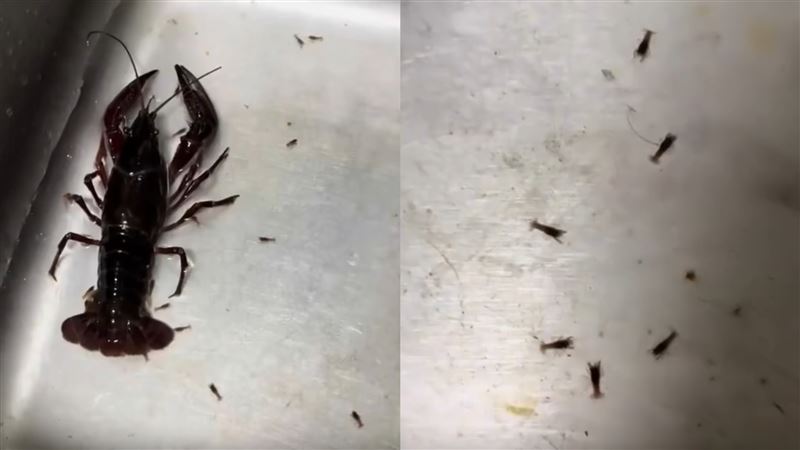 煮龍蝦見「牠生寶寶了」！65萬人看傻求情