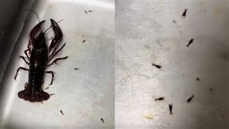 龍蝦在水槽裡面「生寶寶」。（圖／翻攝自Threads @nurtyara_wong）