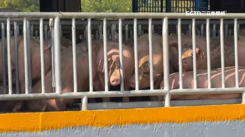 各地屠宰場豬隻量也比往常多