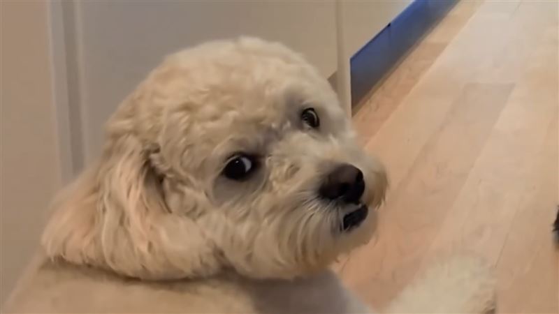 黃仁勳跟狗狗介紹新產品,問他們覺得 NVIDIA Jetson Orin Nano Super 開發者套件好嗎,狗狗眼神死。(圖/翻攝輝達粉專影片)