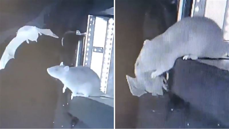 攝影機拍下，溝鼠鎖定蝙蝠後猛撲過去、穩住身體沒從橫樑上摔下去。（圖／翻攝自Global Ecology and Conservation）