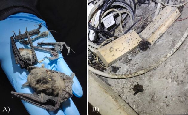 研究人員在德國的蝙蝠棲息地附近，發現多具被老鼠啃食的屍體。（圖／翻攝自Global Ecology and Conservation）