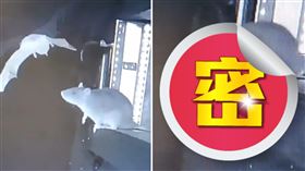 前所未見！老鼠異常「凶暴行為」被拍下　科學家憂：恐爆瘟疫（圖／翻攝自Global Ecology and Conservation）