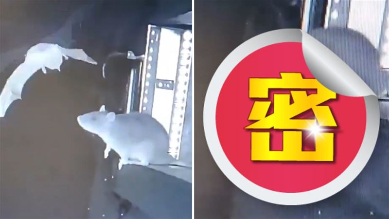 老鼠異常「凶暴行為」被拍　專家憂爆瘟疫