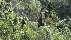 基隆市七堵山區日前有4隻保育類黑鳶被發現掛網慘死，警方獲報後經多日埋伏，7日在友蚋山區逮補竊鴿集團吳姓及王姓男子，全案依加重竊盜罪移送法辦。