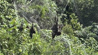 保育黑鳶山區掛網慘死　竊鴿集團成員落網