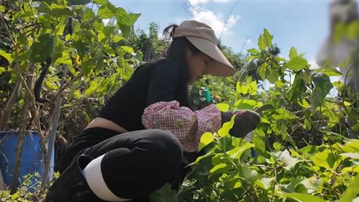 家寧變農婦蹲地摘菜被拍　突鬆口要轉行了