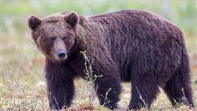 日本近日熊害嚴重，人人自危。（示意圖／Pixabay）