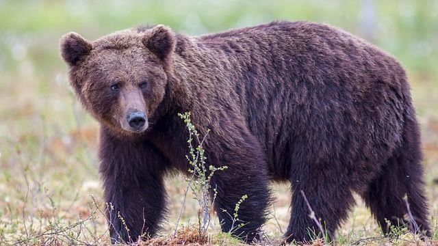 熊闖日本JR車站　山形新幹線部分區間停駛