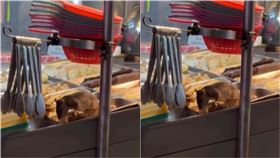 有民眾在嘉義一間鹹酥雞攤，驚見一隻30公分活老鼠正在食材檯面上大快朵頤。（圖／翻攝記者爆料網）