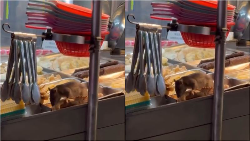 有民眾在嘉義一間鹹酥雞攤,驚見一隻30公分活老鼠正在食材檯面上大快朵頤。(圖/翻攝記者爆料網)