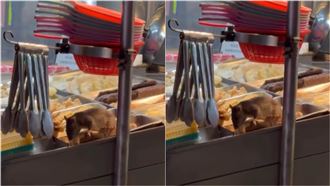 嘉義鹹酥雞攤驚見30cm大肥鼠！狂吃畫面曝