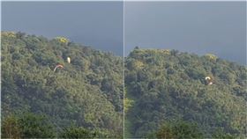 南投埔里被網友捕捉到2具飛行傘在半空中纏繞，隨後墜入山林。（圖／翻攝自爆料公社公開版）