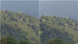 南投埔里被網友捕捉到2具飛行傘在半空中纏繞，隨後墜入山林。（圖／翻攝自爆料公社公開版）