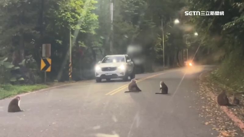 警消救援路上遇猴子們擋路