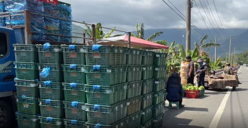 鳳凰颱風步步逼近，台東田間、蕉園全力開工，與颱風賽跑。（圖／記者王浩原攝影）