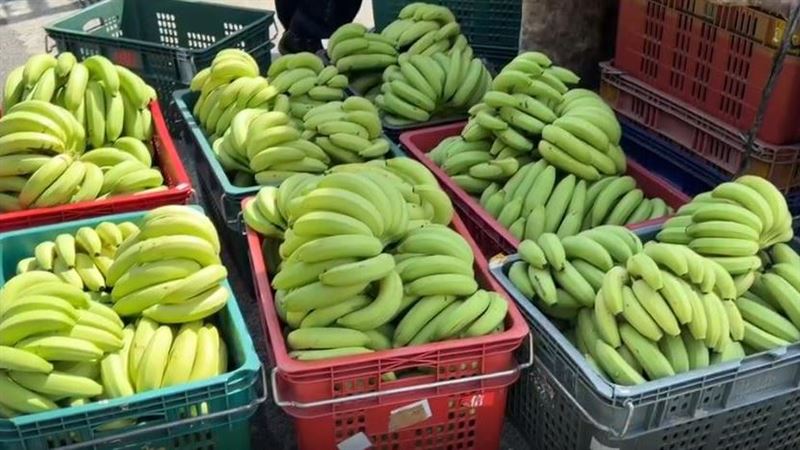 颱風來襲前夕，蕉農搶收成熟香蕉，盼在風雨前保住收成。（圖／記者王浩原攝影）