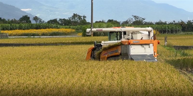 農民加緊作業，搶割未完全成熟的稻子，盼減少鳳凰颱風帶來的損失。（圖／記者王浩原攝影)