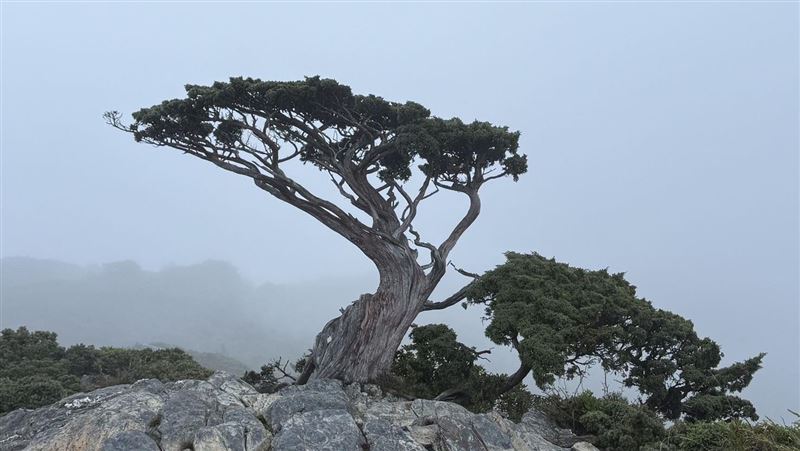 林業保育署臺東分署宣布，自明（10）日下午17時起，預警性封閉轄內所有森林育樂場域與林道。（圖／林業署提供）