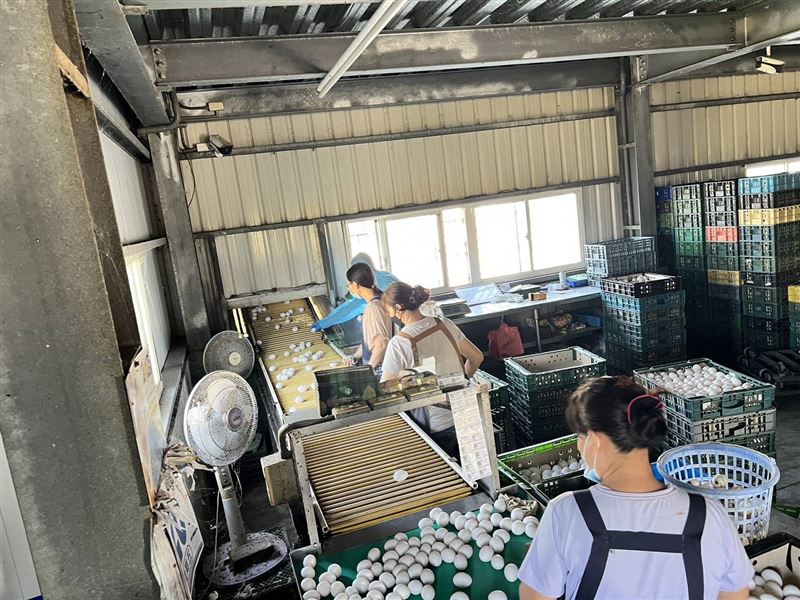 彰化畜牧場以傳統方式飼養蛋雞，被驗出芬普尼含量超標，將被裁罰6萬元到30萬元。(圖／彰化縣政府提供)