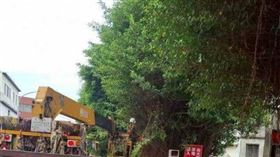 今日新竹市內已出現明顯風勢，市府全力應對颱風，做好固定樹木、修剪等防災準備作業。（圖／新竹市消防局）