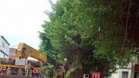 假放定了?這縣市居民:颱風沒來就傳樹倒