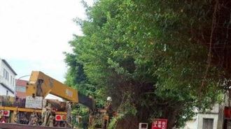 假放定了？這縣市居民：颱風沒來就傳樹倒