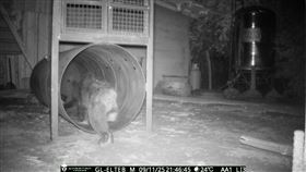 花蓮卓溪鄉立山村首度有黑熊入侵。（圖／林保署花蓮分署提供）