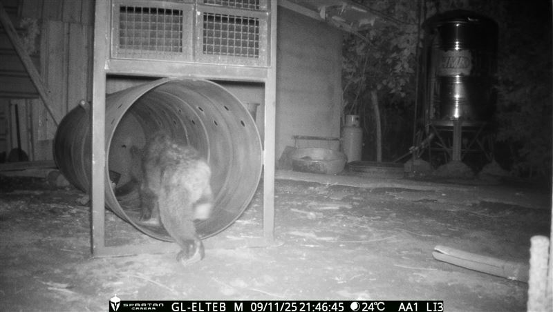 花蓮卓溪鄉立山村首度有黑熊入侵。（圖／林保署花蓮分署提供）