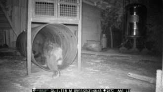 黑熊餓壞剩12kg闖花蓮卓溪！林保署已送醫