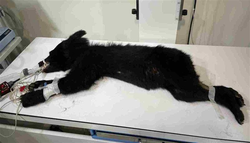 黑熊已送往東部野生動物救傷中心野灣動物醫院進行檢查與照護。（圖／林保署花蓮分署提供）