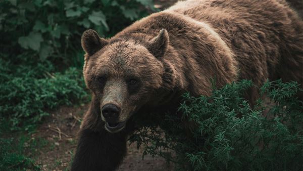 日本熊襲事件頻傳，不少獵人磨刀霍霍。（示意圖／PIXABAY）