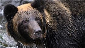 熊出沒、熊襲人、棕熊　示意圖／unsplash