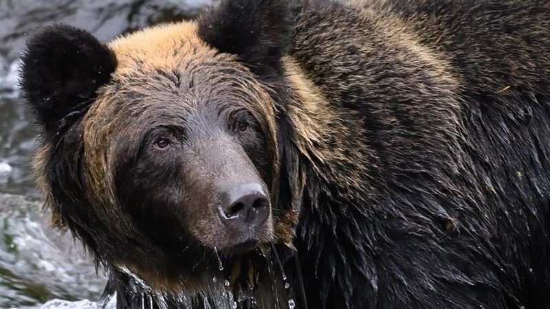 遭熊襲滿身血!日男「淡定反擊」繼續備料