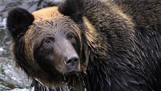 遭熊襲滿身血！日男「淡定反擊」繼續備料