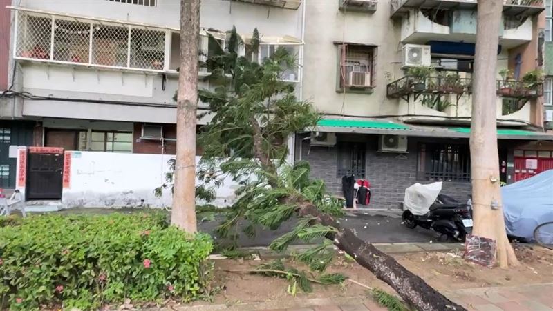 鳳凰颱風逼近，台北市北投區立農公園，路樹倒塌砸民宅。（圖／翻攝畫面）