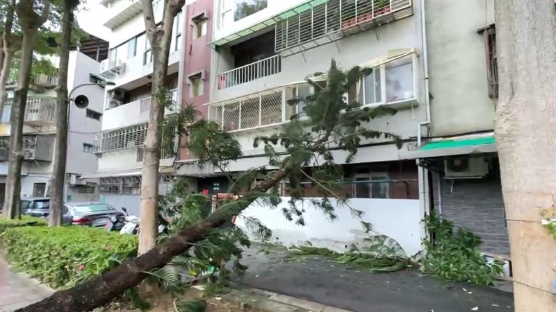 鳳凰颱風逼近，台北市北投區立農公園，路樹倒塌砸民宅。（圖／翻攝畫面）