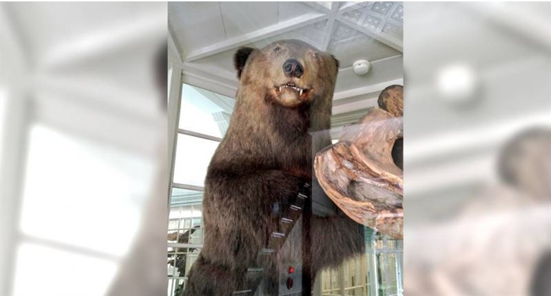 日棕熊被獵人吵醒！飢餓闖屋吞嬰釀4死