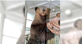 日棕熊被獵人吵醒！飢餓闖屋吞嬰釀4死