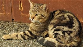 流浪貓。（示意圖／PIXABAY）