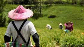 財政部南區國稅局指出，農地若於生前辦自益信託，委託人死亡時遺產為「信託利益／歸屬請求權」而非土地所有權，因不符遺贈稅法第17條「由繼承人承受並續農」等要件，不能適用農地免徵遺產稅。規畫傳承前應先評估並可洽0800-000321諮詢。（示意圖／PIXABAY）