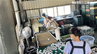找到毒蛋汙染源？疑殺蟲劑直噴蛋雞被吸收