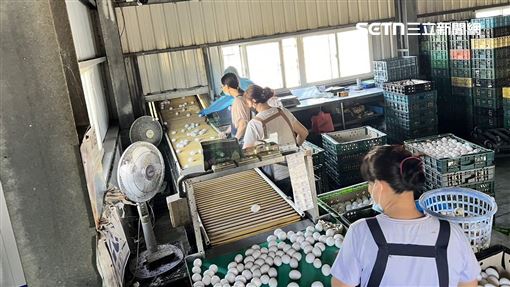 新舊蛋混賣釀禍？檢二度約談畜牧場老闆