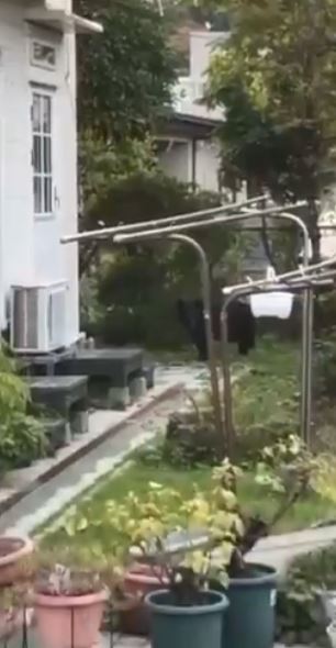 熊闖入民宅後院。（圖／翻攝畫面）